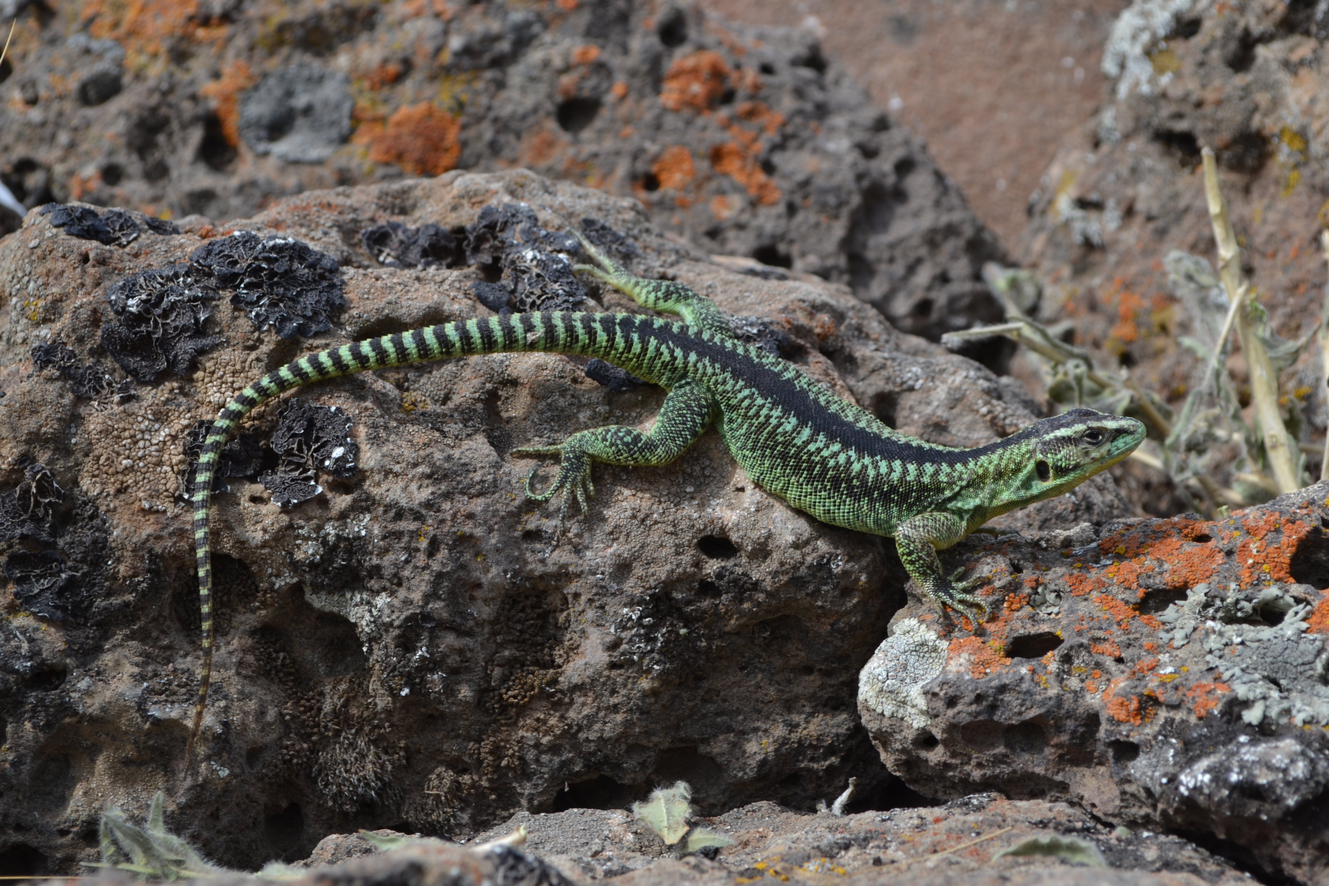 Liolaemus splendidus